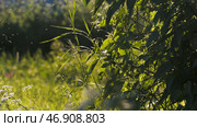 Sultry day with flying midges in summer meadow. Стоковое фото, фотограф David Kashakhi / Фотобанк Лори