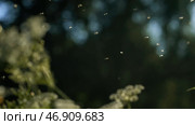 Summer midges in the green meadow flying against blurred background of trees and sky. Стоковое фото, фотограф David Kashakhi / Фотобанк Лори