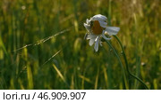 Close up of daisy flower with a spider and web on green field background. Стоковое фото, фотограф David Kashakhi / Фотобанк Лори
