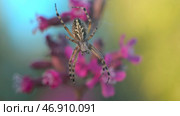 Macro view of a small spider with falling drops of summer rain. Стоковое фото, фотограф David Kashakhi / Фотобанк Лори