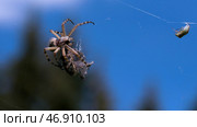 The spider is trying to move a large dry object on its web against the background of the blue daytime sky. Стоковое фото, фотограф David Kashakhi / Фотобанк Лори