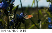 Summer landscape with the green and blooming meadow and a small insect sitting on a flower. Стоковое фото, фотограф David Kashakhi / Фотобанк Лори