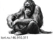 Detailed black and white graphic illustration of a monkey, probably an orangutan. It is sitting in a relaxed pose, with its arms folded and a thoughtful expression. The fur is depicted in high detail, emphasizing texture and volume. The white background creates a strong contrast, focusing attention on the animal and its expressive gaze. Overall, the image is done in the style of realistic graphics or line drawing. Стоковое AI-изображение, AI-художник Анна Кривицкая / Фотобанк Лори