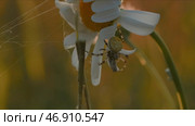 Close-up of spider on meadow flower on sunny day. Стоковое фото, фотограф David Kashakhi / Фотобанк Лори