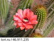 Blooming Hedgehog cactus (lat.- Echinocereus) Стоковое фото, фотограф Irina Opachevsky / Фотобанк Лори