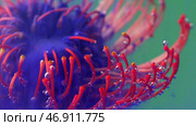 Bright macro photography.Stock footage.Various multicolored flowers on which smoke is blown on a bright background. Стоковое фото, фотограф David Kashakhi / Фотобанк Лори