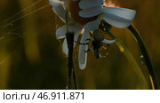 Insect spider sits on flower chamomile on blurred summer meadow background. Стоковое фото, фотограф David Kashakhi / Фотобанк Лори