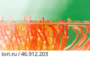 Leucospermum flower on a green background placed into transparent water. Стоковое фото, фотограф David Kashakhi / Фотобанк Лори