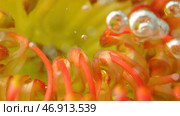 Stock footage.An orange flower with small thin petals on which there are drops of water and which itself sinks into the water. Стоковая иллюстрация, иллюстратор David Kashakhi / Фотобанк Лори