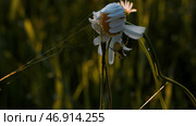 Nature in macro photography.Creative.A small daisy on which a small centipede is hanging and sticks next to it. Стоковое фото, фотограф David Kashakhi / Фотобанк Лори