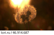 A beautiful wet and simple flower that has not yet scattered stands and a beautiful sunset is visible from behind, which gives off an orange color. Стоковое фото, фотограф David Kashakhi / Фотобанк Лори