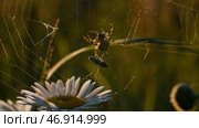 Thin spider web.Creative.Landscape with green grass where you can see the stretched web that the spider made and then hid in a chamomile with curved petals. Стоковое фото, фотограф David Kashakhi / Фотобанк Лори