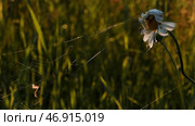 A long cobweb on a set flowers.Creative.Macro photography of nature on which a small spider sits in a flower that tangled a web on a camomile in the grass. Стоковое фото, фотограф David Kashakhi / Фотобанк Лори