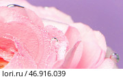 Delicate rose petals with bubbles under water. Стоковое фото, фотограф David Kashakhi / Фотобанк Лори