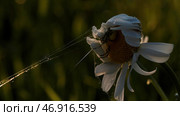 Flower plant chamomile with a small spider on its top on blurred green background. Стоковое фото, фотограф David Kashakhi / Фотобанк Лори