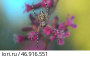 An interesting color spider sitting on a web with water droplets and behind it is raining falling on it, flowers and cobwebs. Стоковое фото, фотограф David Kashakhi / Фотобанк Лори