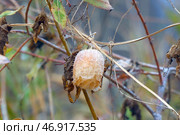 Dry fruits of Rabid cucumber or echinocystis lobata plants. Стоковое фото, фотограф Александр Прошкин / Фотобанк Лори