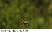 A large spider crawling along its web and moving large leaves and small stones in the grass. Стоковое фото, фотограф David Kashakhi / Фотобанк Лори