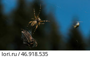 A large spider crawling along its web and moving large leaves and small stones in the grass. Стоковое фото, фотограф David Kashakhi / Фотобанк Лори
