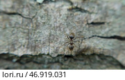 A group of red ants is looking for food on the timber wood. Стоковое фото, фотограф David Kashakhi / Фотобанк Лори