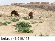 Ruins of ancient Ayaz-Kala Fortress (2022 год). Стоковое фото, фотограф Юлия Белоусова / Фотобанк Лори