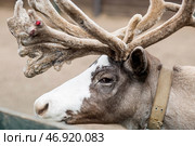 Portrait. A reindeer with beautiful antlers in a pen on a ranch, on an eco-farm or in a petting zoo. Animal husbandry. Love for animals. Стоковое фото, фотограф Photojuli / Фотобанк Лори