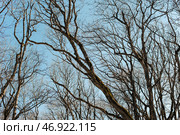 Ветки деревьев на фоне неба. Лиственный лес. Tree branches against the sky. Deciduous forest. Стоковое фото, фотограф Ольга Митряева / Фотобанк Лори