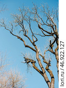 Ветки деревьев на фоне неба. Лиственный лес. Tree branches against the sky. Deciduous forest. Стоковое фото, фотограф Ольга Митряева / Фотобанк Лори