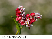 Buckwheat macro with red flowers. Fagopyrum esculentum. Стоковое фото, фотограф Ольга Сейфутдинова / Фотобанк Лори