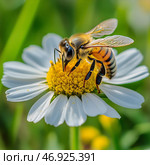 Bee Pollinates Daisy Flower in Bright Green Field During Sunny Day. Стоковое AI-изображение, AI-художник Юлия Гапеенко / Фотобанк Лори