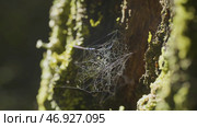 Large spiderweb , on a tree, on morning dew, with natural background, very solid cobweb. Стоковое фото, фотограф David Kashakhi / Фотобанк Лори