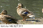 Ducks in the Green Park on a beautiful summer day. Стоковое фото, фотограф David Kashakhi / Фотобанк Лори