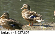 Ducks in the Green Park on a beautiful summer day. Стоковое фото, фотограф David Kashakhi / Фотобанк Лори