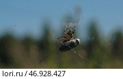 A big dark spider, made a thin big cobweb and sits in it. Стоковое фото, фотограф David Kashakhi / Фотобанк Лори