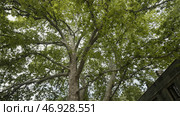 Bottom view of the tree trunk and big branches with lush green leaves on cloudy sky background. Стоковое фото, фотограф David Kashakhi / Фотобанк Лори