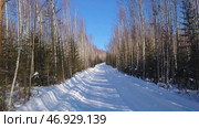 A white snowy road with elegant green fir trees and bircheswith blue sky . Стоковое фото, фотограф David Kashakhi / Фотобанк Лори