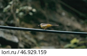 The preatty yellow bird is looking for food while is weating for his couple. Стоковое фото, фотограф David Kashakhi / Фотобанк Лори