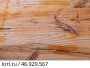 Light brown surface of old knotted wood with natural color. Стоковое фото, фотограф Яков Филимонов / Фотобанк Лори