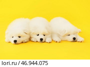 Симпатичные щенки самоеда на цветном фоне. Стоковое фото, фотограф Pixel_shot / Фотобанк Лори