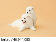 Симпатичные щенки самоеда на цветном фоне. Стоковое фото, фотограф Pixel_shot / Фотобанк Лори