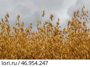 Golden ears of oat on the field. Стоковое фото, фотограф Ольга Сейфутдинова / Фотобанк Лори