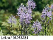 Camassia leichtlinii Caerulea flower in a garden. Стоковое фото, фотограф Ольга Сейфутдинова / Фотобанк Лори