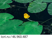 Красивый нераспустившийся цветок лотоса в пруду. Стоковое фото, фотограф Pixel_shot / Фотобанк Лори