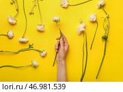 Женская рука с красивыми цветами ранункулюса на желтом фоне, крупным планом. Стоковое фото, фотограф Pixel_shot / Фотобанк Лори