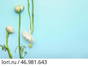 Красивые цветы ранункулюса на цветном фоне, крупным планом. Стоковое фото, фотограф Pixel_shot / Фотобанк Лори