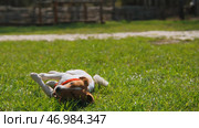 Beautiful dog smiles and barks somersaults on green grass. Стоковое фото, фотограф David Kashakhi / Фотобанк Лори
