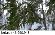 Spruce branches beautifully snowed in the forest. Стоковое фото, фотограф David Kashakhi / Фотобанк Лори