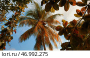 Palm trees in tropical jungle forest in a sunny day. Стоковое фото, фотограф David Kashakhi / Фотобанк Лори