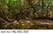 Calm river and jungles in hot summer region. Стоковое фото, фотограф David Kashakhi / Фотобанк Лори