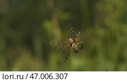 Big spider on web on sunny summer day. Стоковое фото, фотограф David Kashakhi / Фотобанк Лори